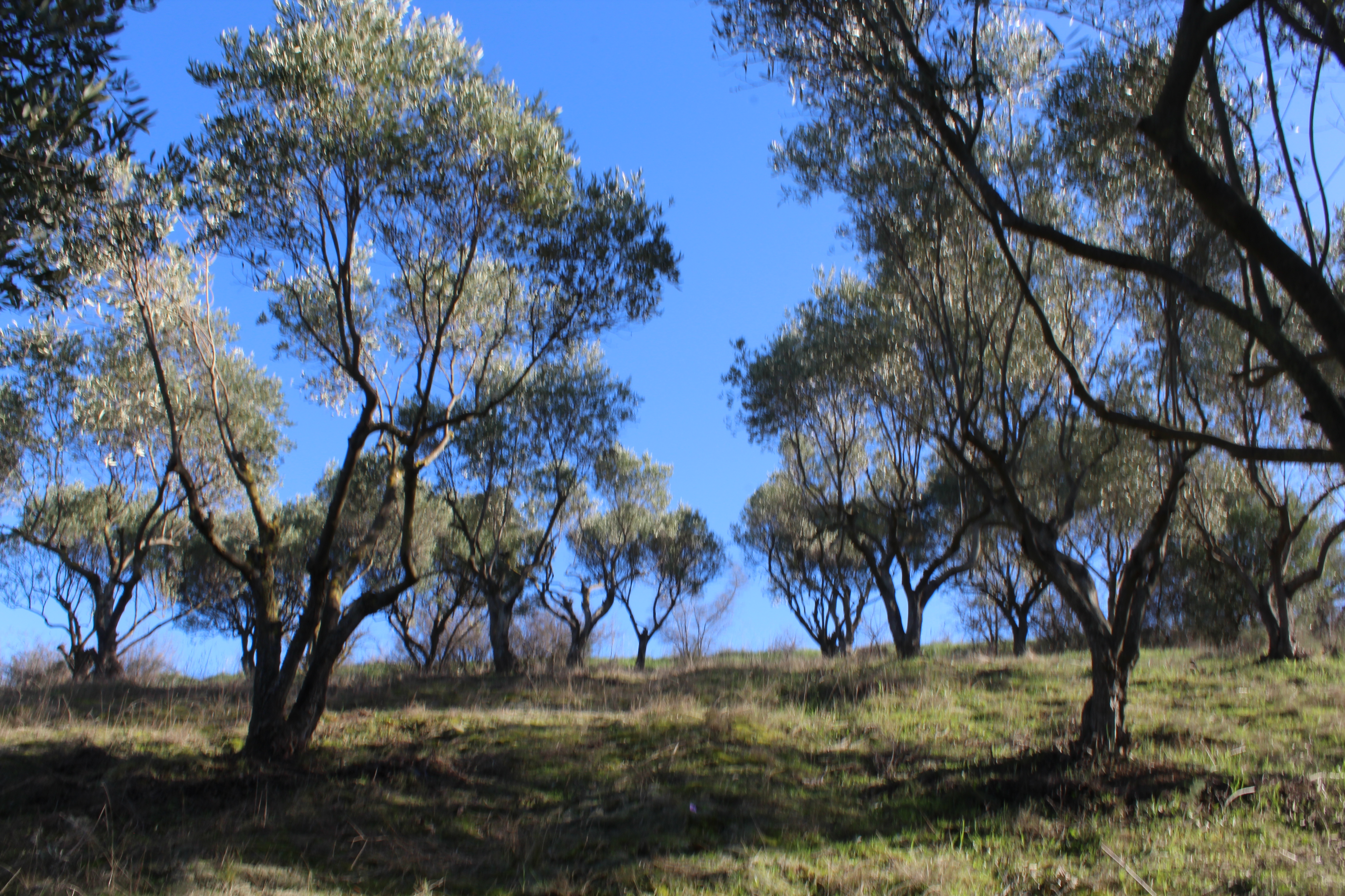 Pentapoli estate grove with olive trees