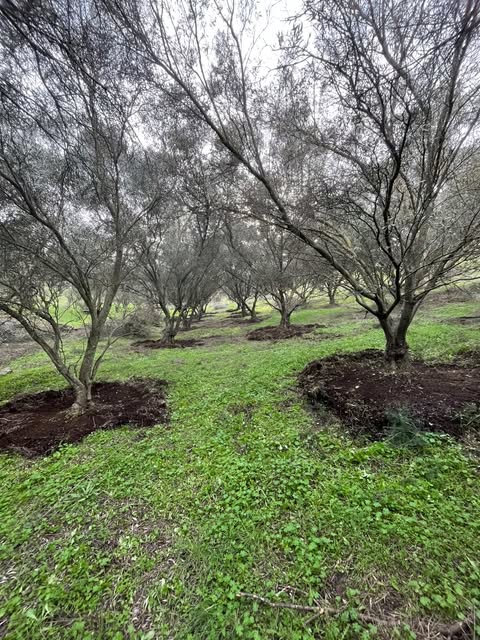 Vasilika olive grove with lush green ground