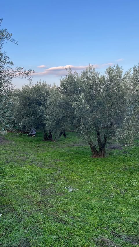 Kalamari coastal landscape with olive trees
